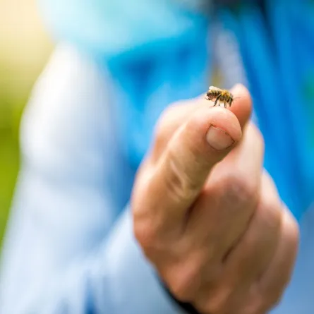 فوائد قرصة النحل ستذهلكِ في علاج أخطر الأمراض (المصدر: Adobe.Stock)