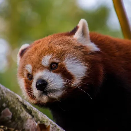 ولادة صغيرين من نوع الباندا الحمراء المهددة بالانقراض