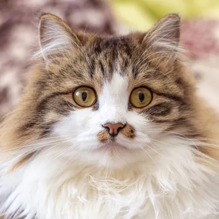 حقائق ممتعة يجب أن تعرفها عن القطط في يومها العالمي