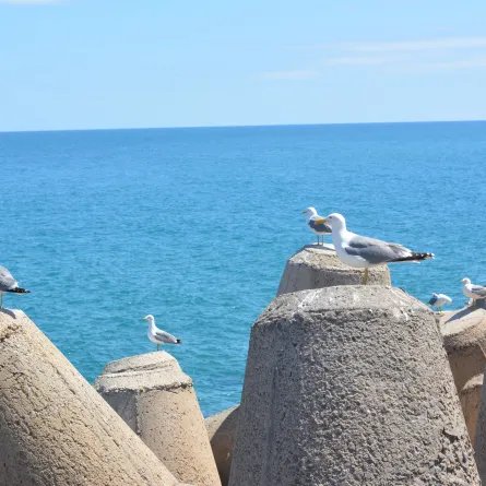 هيئة تطوير محمية الملك سلمان بن عبدالعزيز ترصد نوعين جديدين من الطيور - الصورة من pexels by abdel achkouk