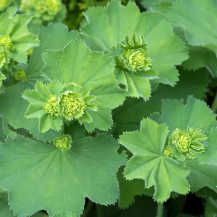 فوائد عشبة عباءة السيدة للتنحيف (المصدر: Shutterstock)