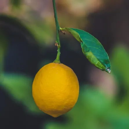 فوائد ورق الليمون الصحية غير منتظرة.. اختبريها بسرعة (المصدر: pexels)