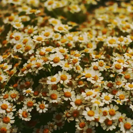 من بينها الأقحوان.. هيئة تطوير محمية الإمام تركي تكشف عن 180 نوعا من النباتات - الصورة من unsplash by timo hermann