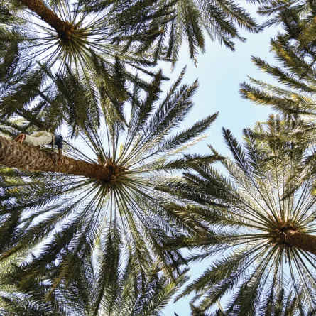 تحت شعار "ذوق فخرنا".. انطلاق النسخة الرابعة من مهرجان العلا للتمور - الصورة من صفحة الهيئة الملكية لمحافظة العلا على شبكة الإنترنت