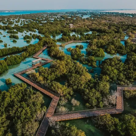 أشجار القرم. الصورة من wam