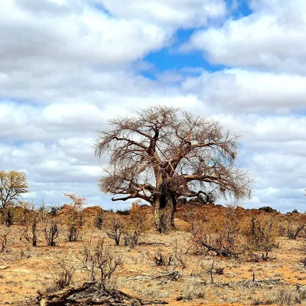 "الباوباب".. قصة أقدم شجرة معمرة في قلب جدة يتجاوز عمرها 150 عاما