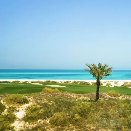 صورة تعبر عن جمال وعظمة شجرة النخيل