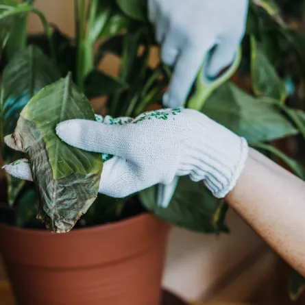 خطوات أساسية في الاهتمام بالنباتات المنزلية 