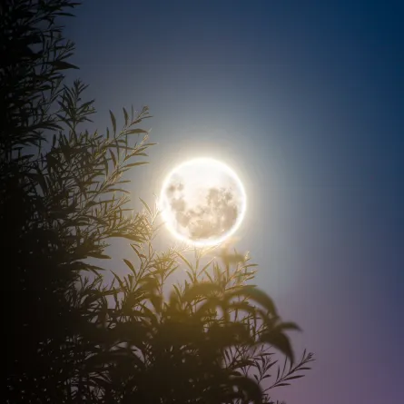 يسطع باللون الوردي.. القمر العملاق الرابع والأخير يزين سماء السعودية غدا - الصورة من pexels by jarod barton