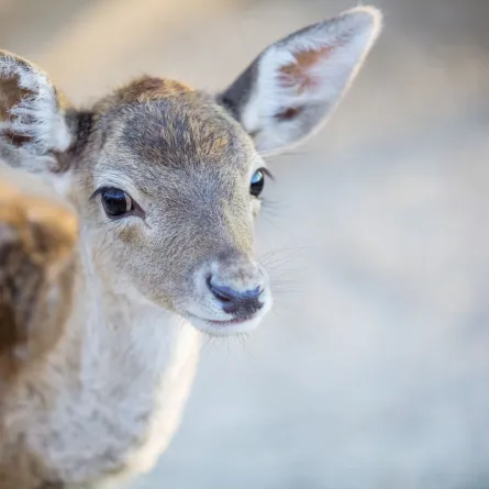 اليوم العالمي للحيوان