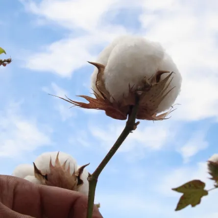 الاحتفال باليوم العالمي للقطن