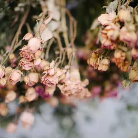 طريقة تجفيف الورد في المنزل