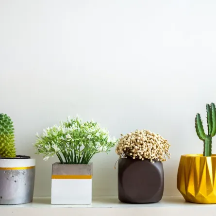 نصائح لهواة النباتات المنزلية