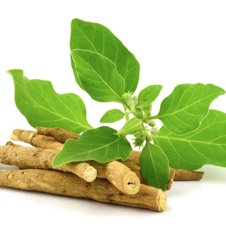 تجربتي مع الأشواجندا.. عشبة غنية بالفوائد الصحية المنوّعة (المصدر: Shutterstock)