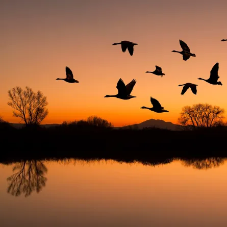 اليوم العالمي للطيور المهاجرة 2023 يسلط الضوء على تأثير أزمة المياه المتزايدة على الطيور المهاجرة - الصورة من Shutterstock 