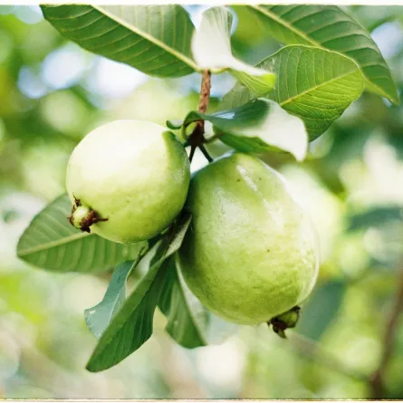 فوائد الجوافة لا تقدر بثمن (المصدر: Pexels)