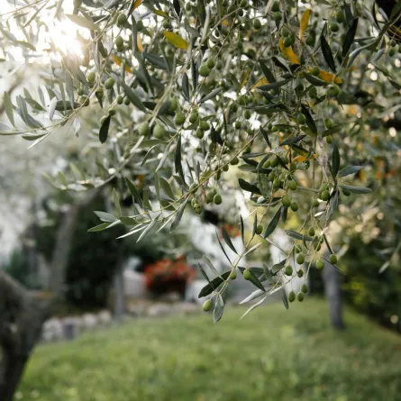 شجرة الزيتون