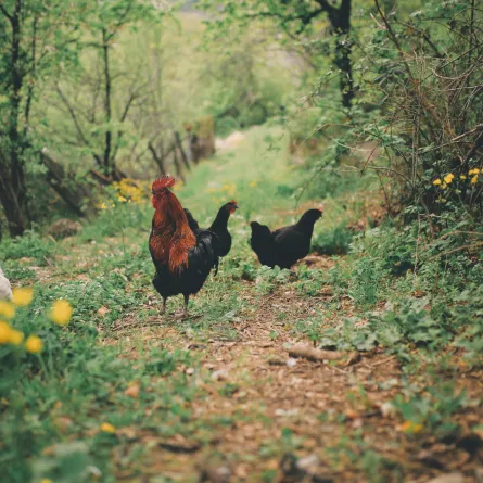 تفسير رؤيا الدجاج في المنام