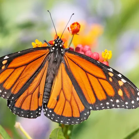 تفسير رؤية الفراشة في المنام