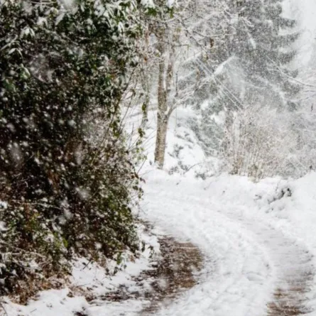 ماذا قال الشعراء عن الشتاء؟