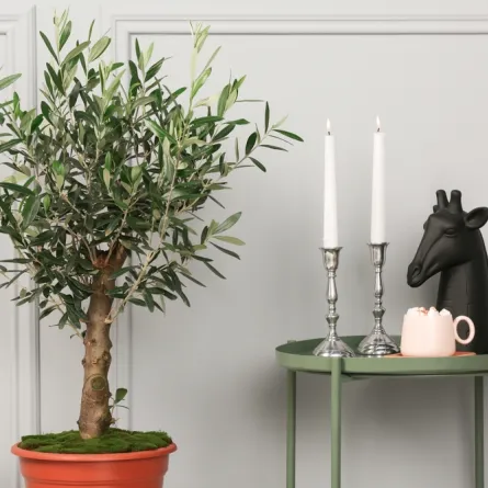 شجرة الزيتون