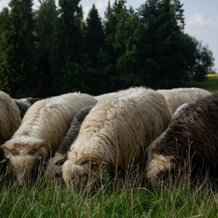 تفسير رؤية الغنم في المنام 