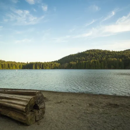 تفسير حلم التمساح ودلالاته حسب ابن سيرين