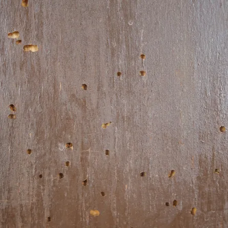 مخلفات تقوم حشرات سوس الخشب بها