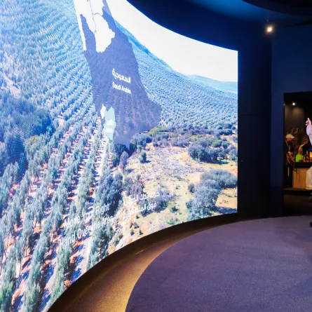 تستعرض المنطقة بداية تكوين شجرة الزيتون وتاريخها