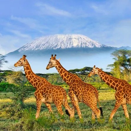 جولة على الحدائق والمحميات الوطنية في كينيا 