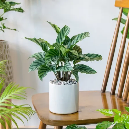 نبات التزيين الداخلي "كالاتيا فريدي" يتكئ إلى الكرسي