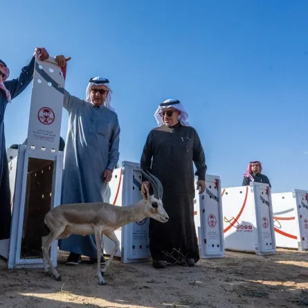 منتزه القصيم الوطني يحتضن المها العربي دعماً لمبادرة "السعودية الخضراء" - الصورة من حساب إمارة القصيم على إكس