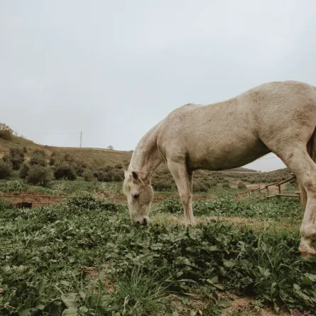 تفسير حلم ركوب حصان أبيض