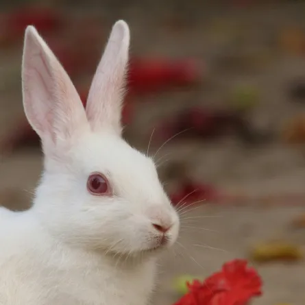 تفسير حلم الأرنب في المنام 