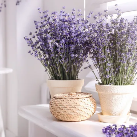 نباتات ذات روائح عطرة مميزة لزرعها في منزلك العصري