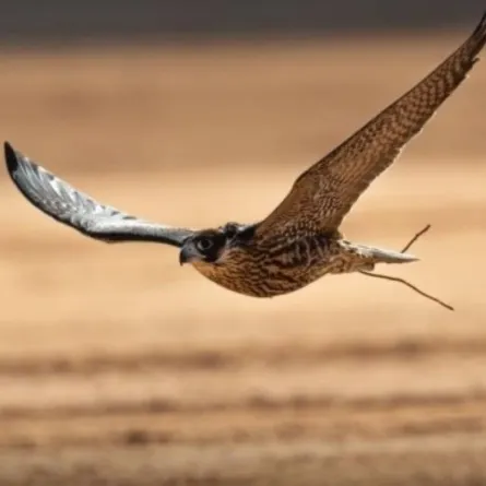 مهرجان الصقور