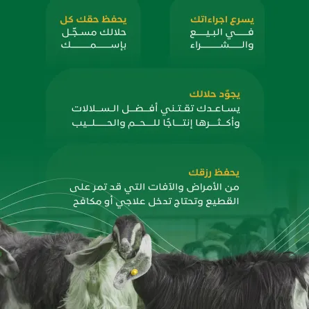 يطلق حملة رقّمها للتوعية بأهمية ترقيم قطاع الماشية في المملكة