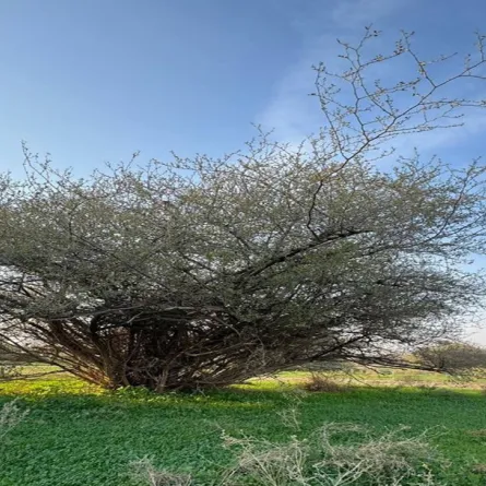 هيئة تطوير محمية الإمام تركي