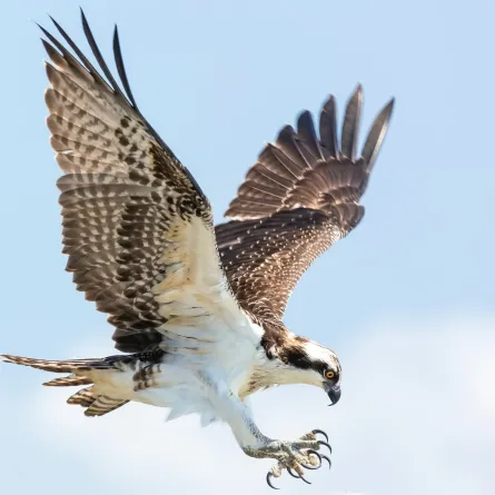 مهرجان قطر الدولي الخامس عشر للصقور مرمي. الصورة من موقع unsplash by Mathew Schwartz