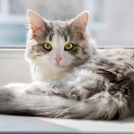 قطط مشعة تثير الذعر والقلق في بريطانيا.. فما هي القصة؟