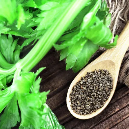 فوائد بذور البقدونس والكرفس للتخسيس مذهلة.. وفق طبيبة