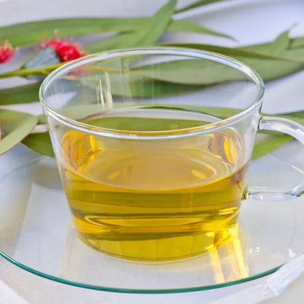 فوائد ورق الكينا لا تعدّ ولا تحصى منها التنحيف وفق طبيبة