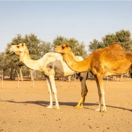 البيئة تُعلن عن مهلة (5) أشهر لترقيم الإبل وتسجيلها مجانًا عبر منصة نما