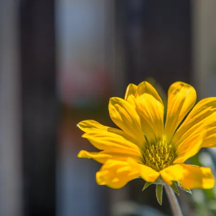 تفسير حلم الورد الأصفر في المنام 
