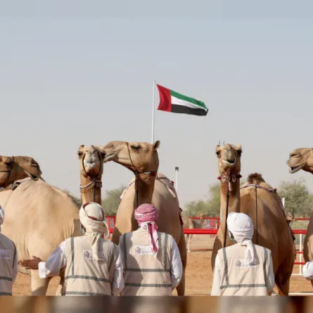 المحطة الختامية من مهرجان الظفرة في دورته السابعة عشرة. الصورة من wam