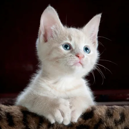 قطة رقيقة تستند إلى مقعد وخلفية الصورة سوداء