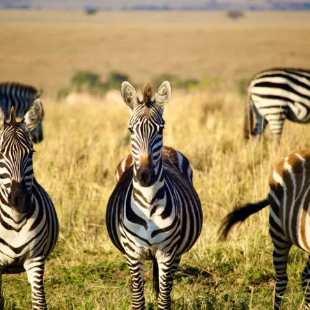 مجموعة من حيوان الحمار الوحشي  في الغابة