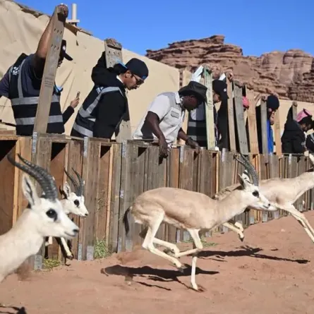 مركز الحياة الفطرية يطلق 132 كائناً فطرياً في محمية نيوم - الصورة من واس