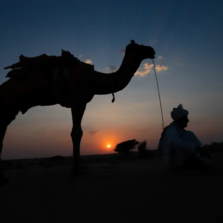 حقائق ممتعة عن الإبل لم تكن تعرفها