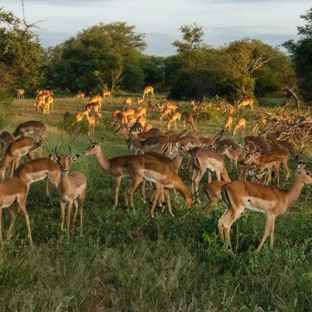 ولادة 575 حيواناً في حديقة الحيوانات بالعين في 2023 - الصورة من pexels by frans van heerden